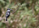 Pied Kingfisher