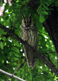 Long-eared Owl