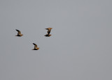 Black-bellied Sandgrouse