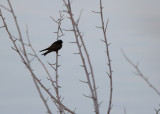 Barn Swallow, dark
