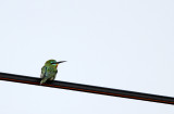 Blue-cheaked Bee-eater