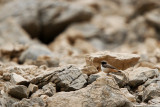 Red-tailed Wheatear, male
