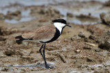Spur-Winged Lapwing