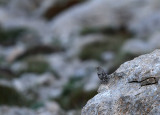 Alpine Accentor
