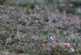 Horned Lark