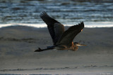 Heron at sunset