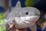  Great white shark