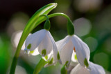 Sniezyca wiosenna (Leucojum vernum) Spring Snowflake