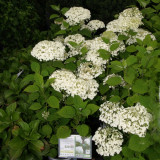 P6264638bsm.jpg