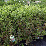 P6264641bsm.jpg