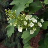 P6274748sm.jpg