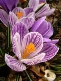 Crocus.jpg