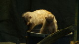 Banded Mongoose * Zebramanguste