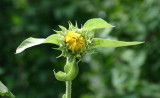 Helianthus annuus - Sunflower - Sonnenblume