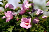 Hibiscus rosa sinensis