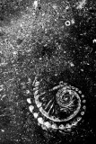 Organic spiral nebula