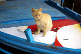 nautical kitty