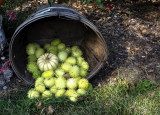 harvest time