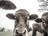 friendly bovines