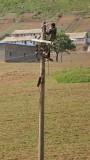 telephone wire repairman