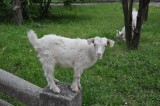 Billy Goat Gruff