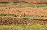 child towing wheelbarrow behind adult