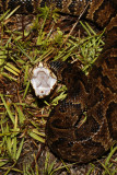 cottonmouth.jpg