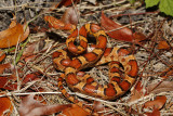 corn snake.jpg