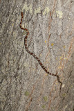 climbing corn snake.jpg