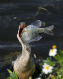 Anhinga_sunfish.jpg
