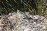 button_quail.jpg