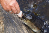 Slippy_the_eel_2.jpg