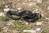 melanistic_gartersnake_2.jpg