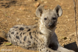 hyaena cub.jpg
