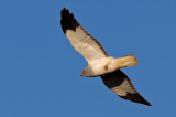 Hen Harrier