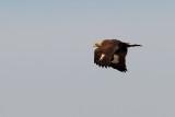 Golden Eagle