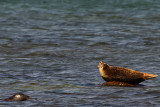 Harbour seal