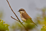 Lesser Whitethroat