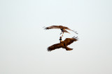 Western Marsh Harrier male drop a rodent to female