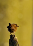 Grdsmyg Troglodytes troglodytes Eurasian Wren