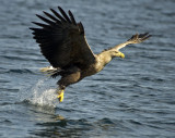 White Tailed (sea) Eagle