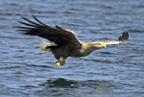 White Tailed (sea) Eagle