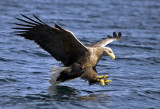 White Tailed (sea) Eagle