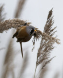 Bearded Reedling or Bearded Tit