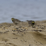 Shore Lark