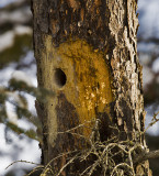 black backed woodpecker nest hole.jpg