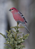 pine grosbeak male1.jpg