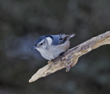 white breasted nuthatch1.jpg
