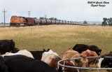 bnsf5361_north_at_longs_peak_co.jpg