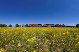 bnsf8568_west_near_tampa_co.jpg